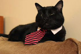 Funny cats - part 85 (40 pics + 10 gifs), cat wears tie