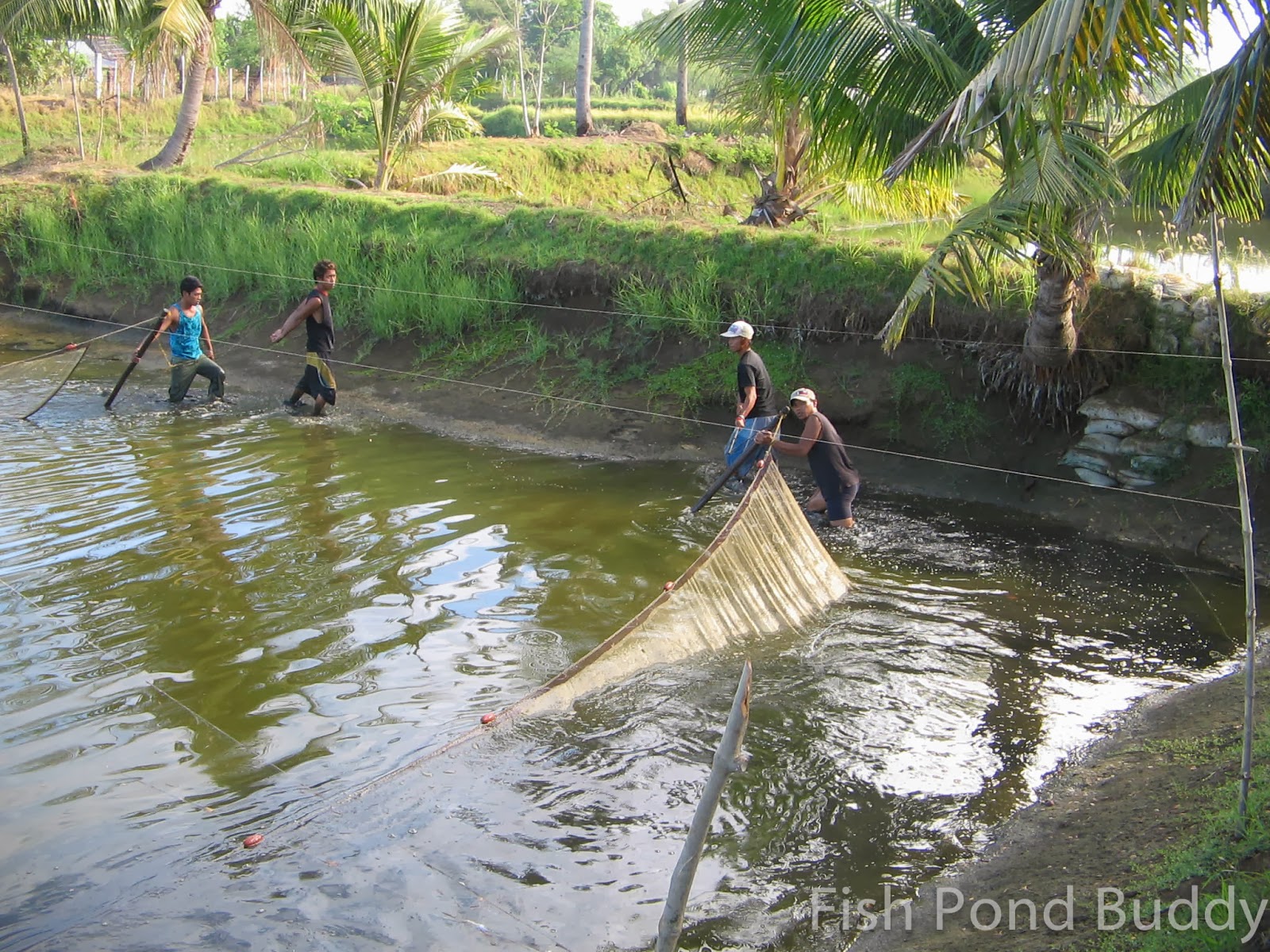 Fish Pond Buddy: Operating a Bangus (Milkfish) Farm