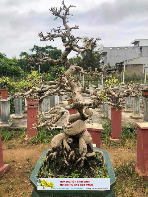 mai bonsai BÌNH ĐỊNH