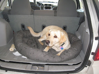 Poppy looking drowsy in her dog bed in the back of the car