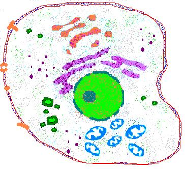 animal cell vacuole. animal cell vacuole.