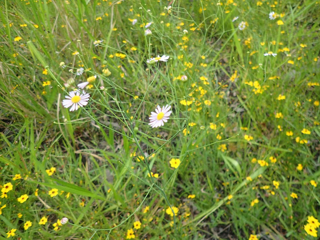 Boltonia diffusa