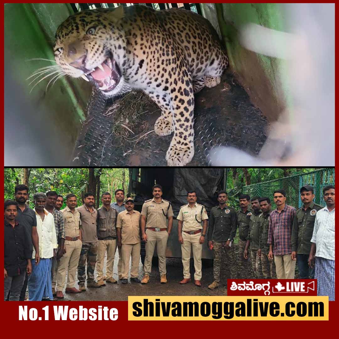 leopard caught at Bikkonhalli in Shimoga