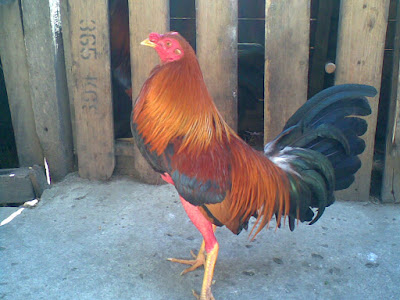 gallo fino de color colorado posando para la camara