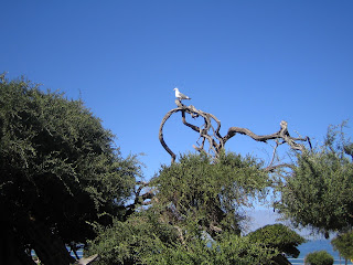 La Jolla