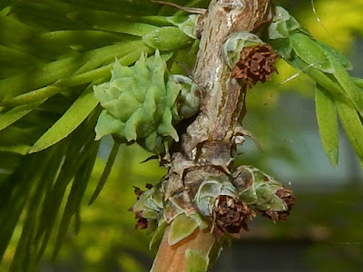 Female cones of Bald Cypress
