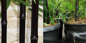 #Gardening : Black Bamboo Plant