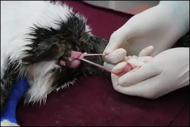 Erkek Kedi Kısırlaştırma Operasyonu (Castration)