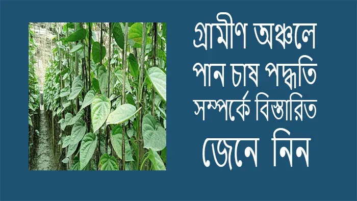 গ্রামীণ অঞ্চলে পান চাষ
