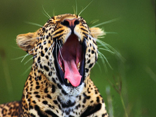 leopard_wallpaper_HD_3