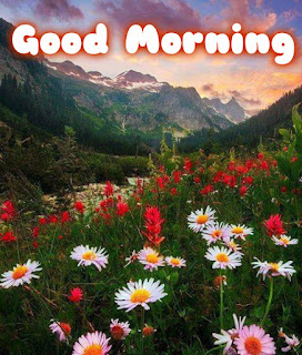 good morning flower image