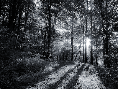 new york city wallpaper black and white. Black and White Forest Light