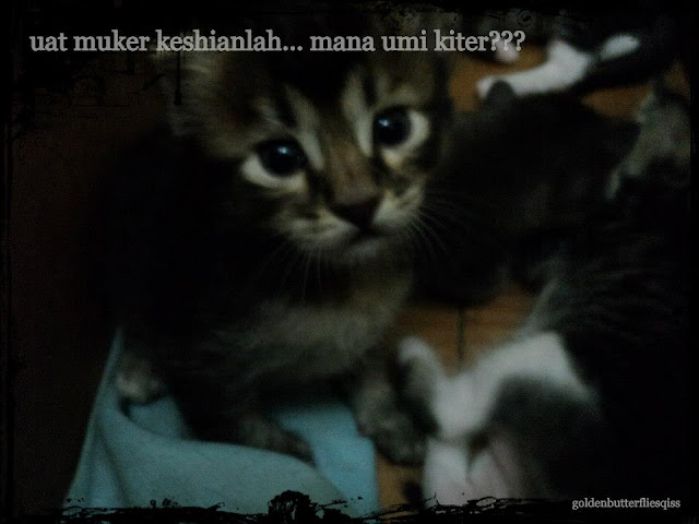 gambar kucing bergerak-gerak}