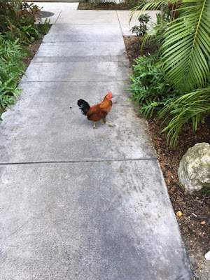A rooster in Key West, Florida