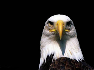 eagle hawk animal wallpaper bird