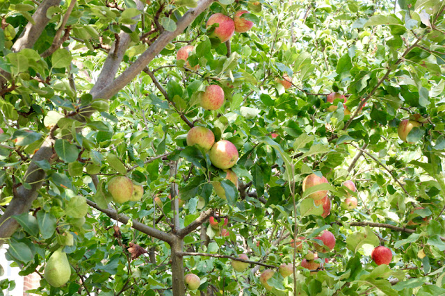 apple tree with fruit