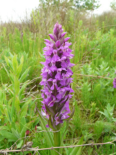 Marsh Orchid, Speke/Garston Coastal Reserve