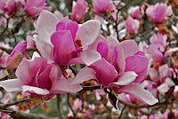 Magnolia campbellii