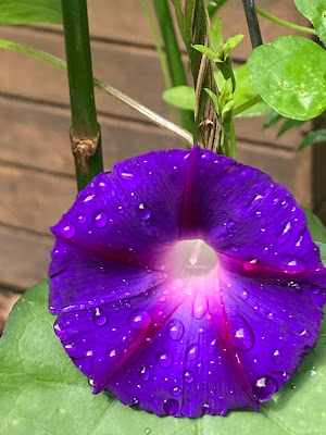 Single blue flower of Morning Glory covered in rain drops