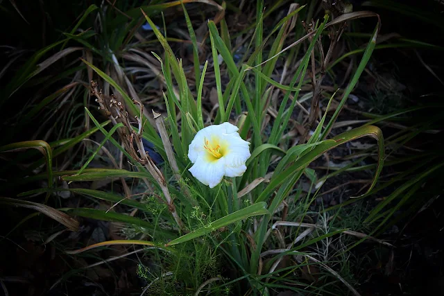 Flor blanca en medio del verde de las hojas