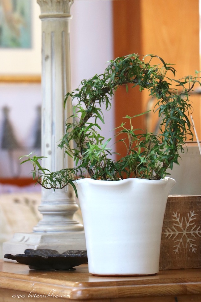 An ivy wreath topiary in a white ruffled flower pot on a living room side table adds to the birthday party.