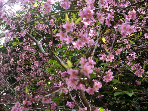 philippine cherry blossom-like tree