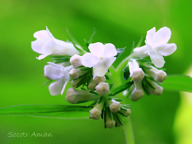 Ancistrocarya japonica