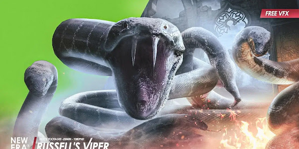 [HD] Russell's Viper Animations | Creature Essentials 