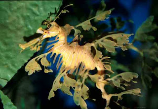 Weedy Seadragon phyllopteryx taeniolatus