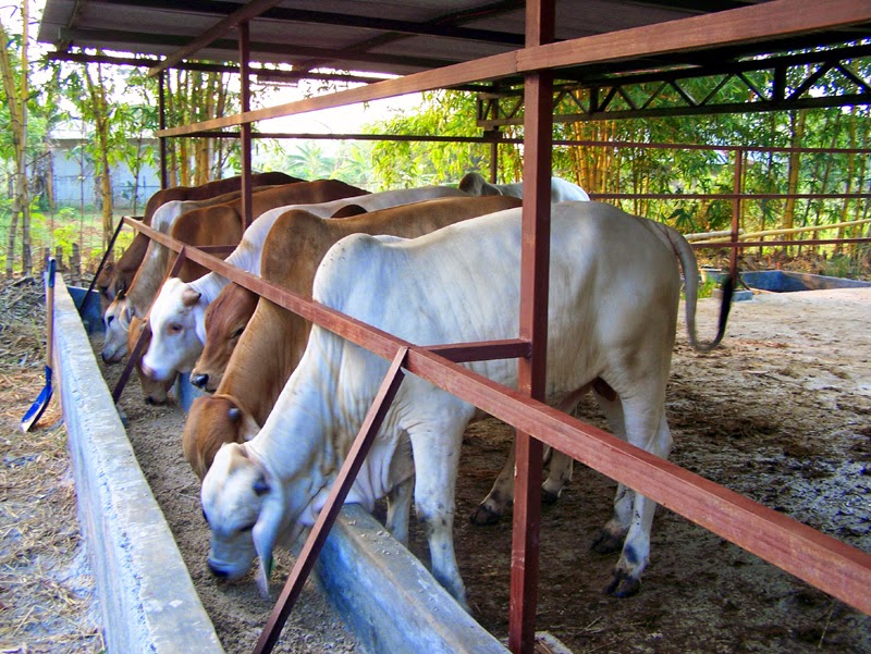 Aneka Bentuk Desain  Kandang  Sapi  Perah Kelompok Ternak  