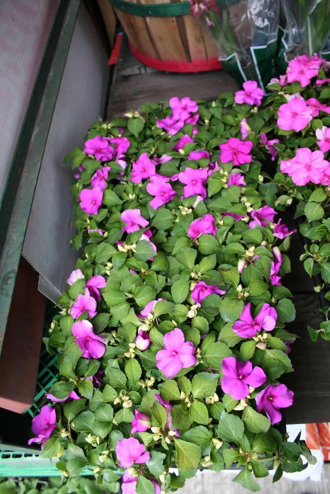 JOHARIWINDOWS: My Kind Of Florist Shop On Dundas Street near.