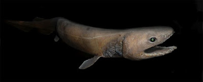 Shark From 80 Million Years Ago Is Still Alive – It Has A Snake’s Head And Insane Teeth