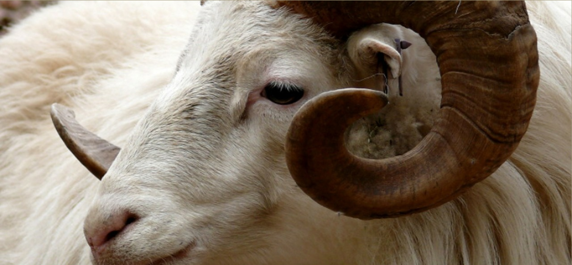 Goat and Ram Farming in nigeria