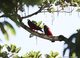 New Guinea Vulturine Parrot