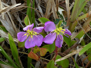 Heterotis decumbens