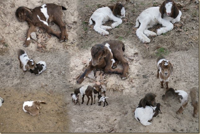 feb 2010 baby goats_AutoCollage_9_Images