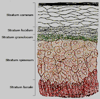 Skin structure showing granulosum layer of epidermis