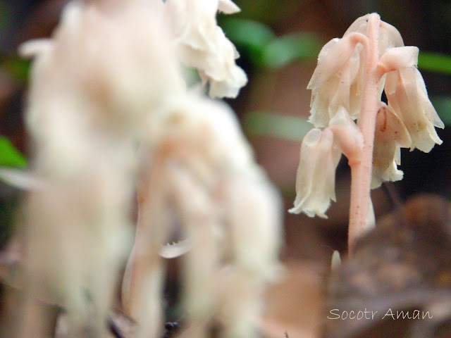 Monotropa hypopithys