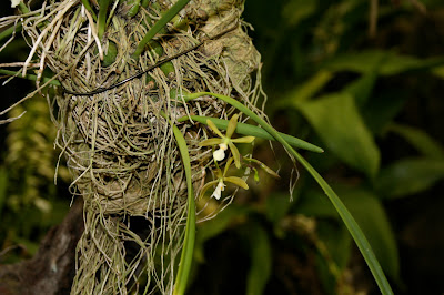 Encyclia asperula - Asperulous Encyclia care