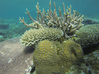 Biota Laut di Pulau Cilik Karimun Jawa