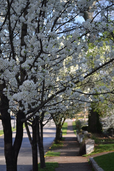 Spring 042