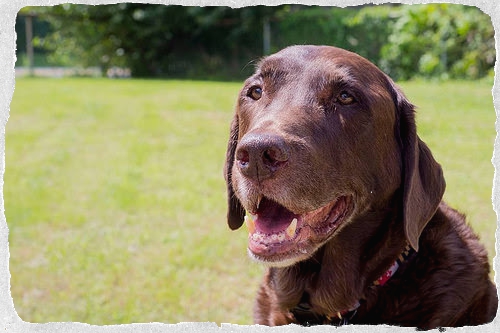 Chocolate Labrador Retriever Adoption