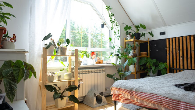 What green plants should I put in my bedroom to sleep well?