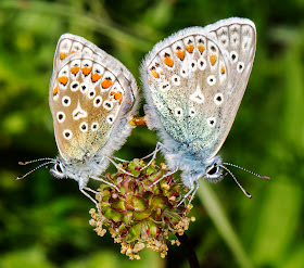 Common Blue pair mating.  Polyommatus icarus.  Queendown Warren with the Orpington Field Club, 24 May 2014.