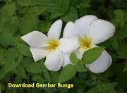 58+ Download Gambar Wallpaper Bunga