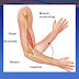 MOVEMENT _ BIOLOGY