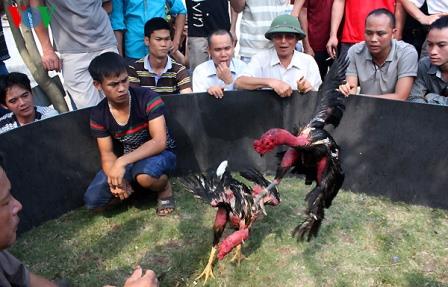  Gambar  sabung ayam  saigon vietnam di acara festival Ayam  