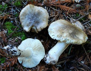 Tricholoma pardinum - Tricholoma pardo