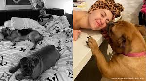 Miley Cyrus's adopted Bulldog