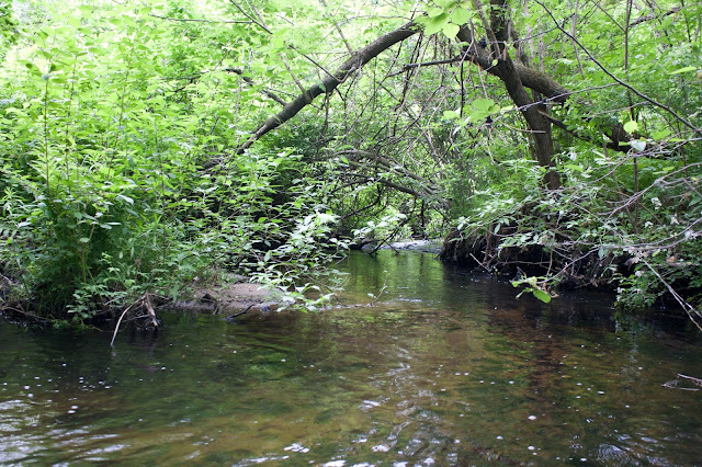 Massachusetts Small Stream wild brook and brown trout fly fishing